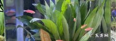 硝化菌放上几天水会清,加了硝化细菌水白蒙蒙的