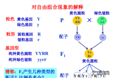 自由组合发生在什么时期,基因的自由组合体现在什么时期