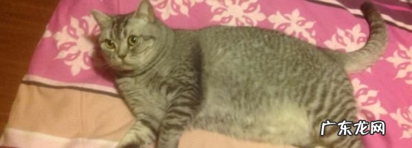 膨润土猫砂怎么溶解,白醋能溶解膨润土猫砂么