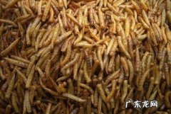 农村厕所老有蛆往出爬怎么办,厕所的蛆虫老往上爬怎么解决