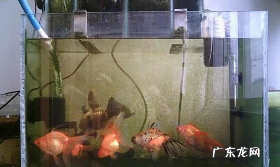 硝化细菌多久能培养出来,新开缸硝化细菌多久建立需要放闯缸鱼