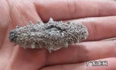白海参和黑海参有什么区别,黑色海参和灰白色海参有什么区别
