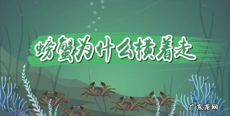 螃蟹为什么横着走答案,螃蟹为什么横着走路