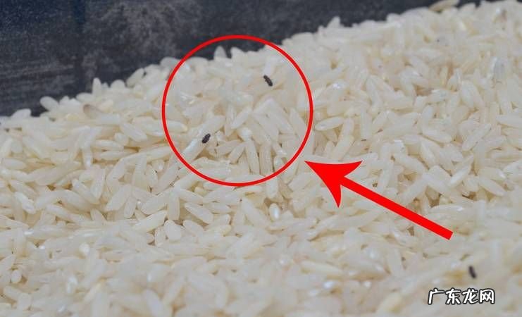 为什么超市大米不生虫,超市里卖的大米为什么不容易生虫