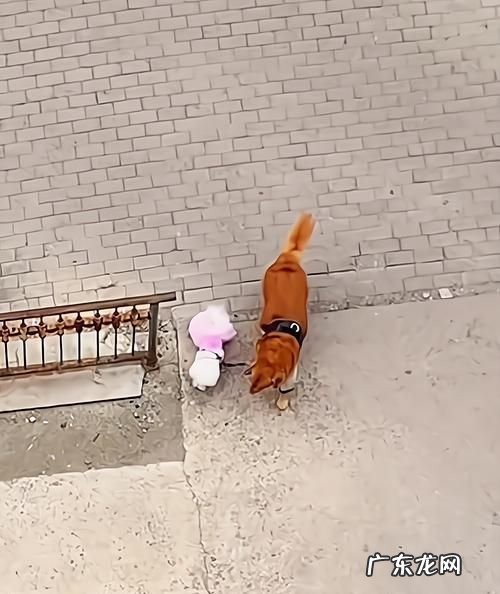 天黑了小鸭子为什么还不回家,动物鸭子晚上老不回家怎么办