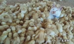 天黑了小鸭子为什么还不回家,动物鸭子晚上老不回家怎么办