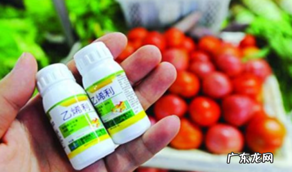 枇杷怎么放熟得快,摘下来的枇杷怎么催熟