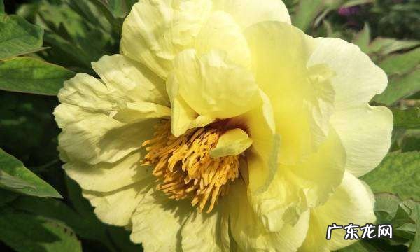 结婚证上花为什么是牡丹,结婚证为什么是4块5