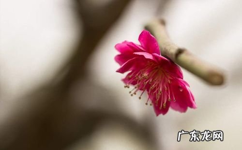 如何拍出景深,单反相机怎么调景深