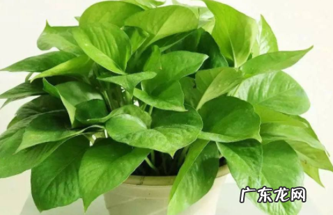 阿莫西林浇花的利弊,阿莫西林养花的作用与用途