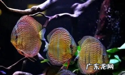 用酸奶怎么养硝化细菌,养鱼乳酸菌的好处