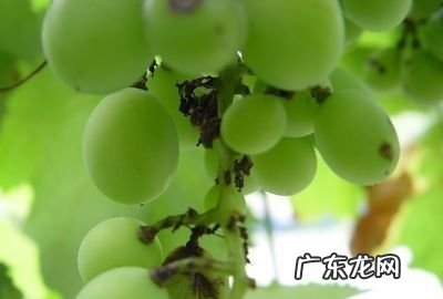 酸葡萄怎么变成甜的,晴王酸放两天会甜