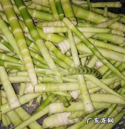 北方的竹笋可以吃,北方种的竹子的竹笋能不能吃