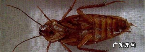 为什么床上会有蟑螂,蟑螂为什么会在床上出现