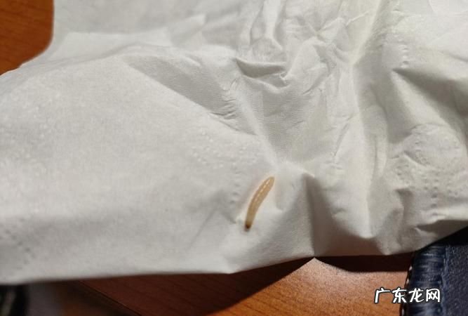 床上白色的小虫子是什么东西,床上有白色透明的小虫子是什么