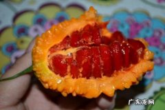 小癞瓜有什么营养,癞瓜的功效与作用怎么吃
