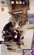抖音五只猫是什么梗,女生发五只小猫点头是代表什么意思