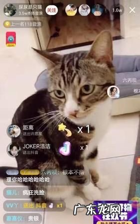 抖音五只猫是什么梗,女生发五只小猫点头是代表什么意思