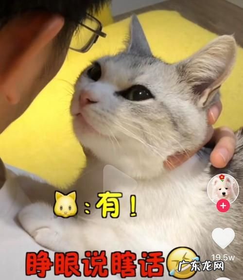 抖音五只猫是什么梗,女生发五只小猫点头是代表什么意思
