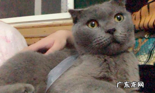 抖音五只猫是什么梗,女生发五只小猫点头是代表什么意思