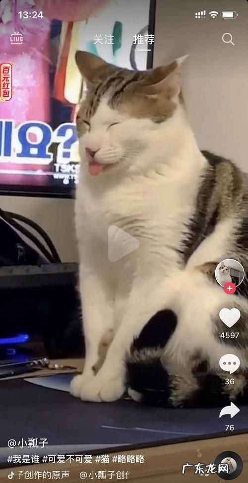 抖音五只猫是什么梗,女生发五只小猫点头是代表什么意思