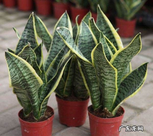 生理期可以吃樱桃,来姨妈可以吃樱桃车厘子