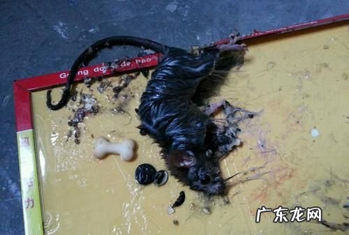 被老鼠粘粘到怎么洗,手被粘鼠贴粘住了洗不掉怎么办