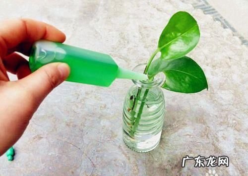 用剩的营养液如何处理,为了保持营养液的稳定性配置后的营养液需在多少时间内输完