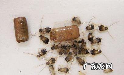 厨房有蟑螂是从哪里出来的,高层厨房蟑螂从哪里来的