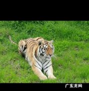 立场不稳见风使舵的人是什么动物,立场不稳是什么生肖动物