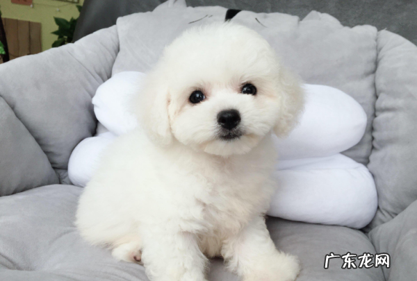 比熊犬体型分类,怎么判断比熊是小体还是大体的