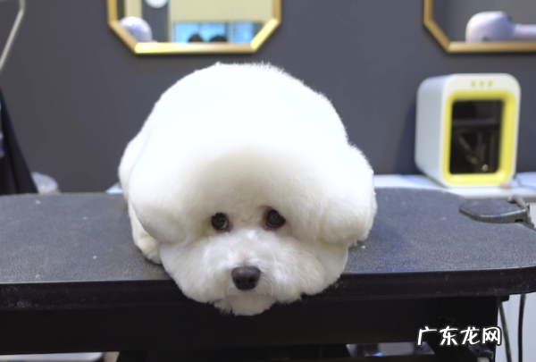 比熊犬体型分类,怎么判断比熊是小体还是大体的