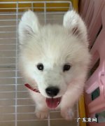 摩萨耶是什么,萨摩耶属于什么犬型