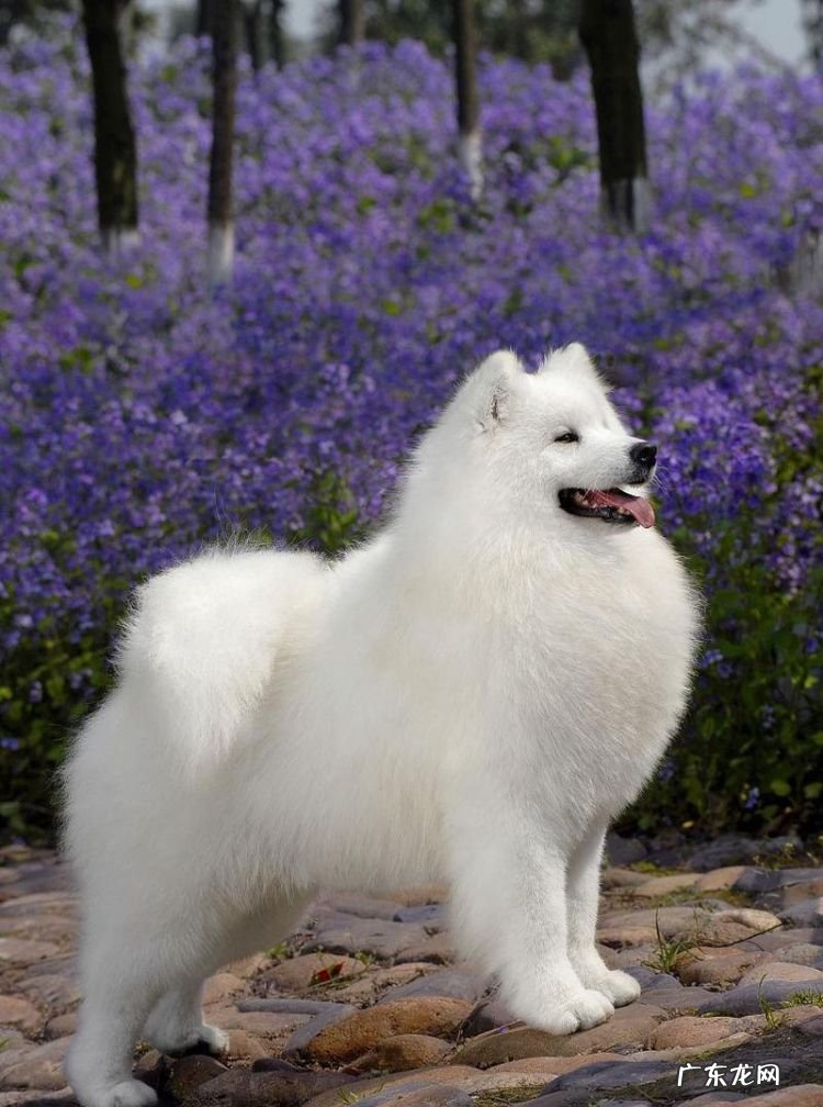 摩萨耶是什么,萨摩耶属于什么犬型