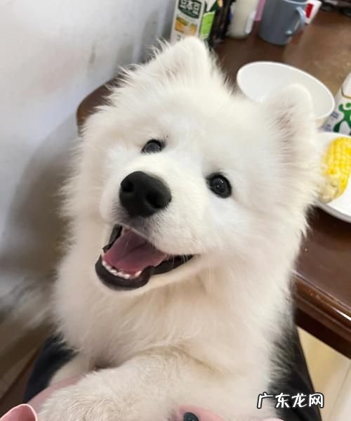 摩萨耶是什么,萨摩耶属于什么犬型