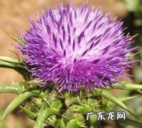 水飞蓟的养殖方法,水飞蓟提取物的用法用量