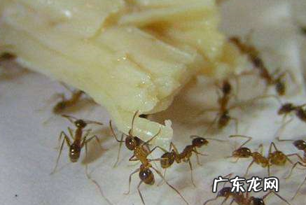 怎样除掉大米中的蚂蚁,蚂蚁息怎样消灭掉