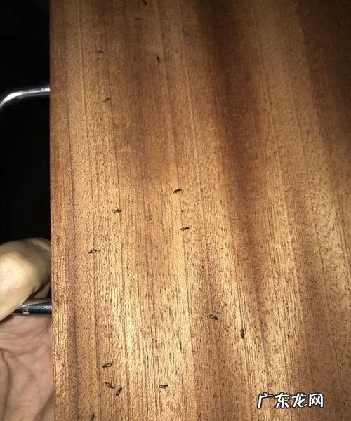 菜板生虫子怎么办,菜板有虫怎么处理方法