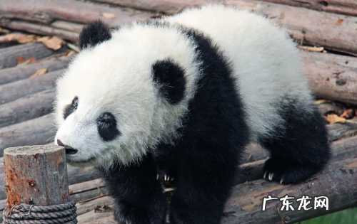 哪些国家有熊猫,世界上有几个国家是拥有熊猫电子支气管激光镜