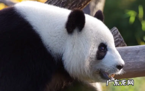 哪些国家有熊猫,世界上有几个国家是拥有熊猫电子支气管激光镜