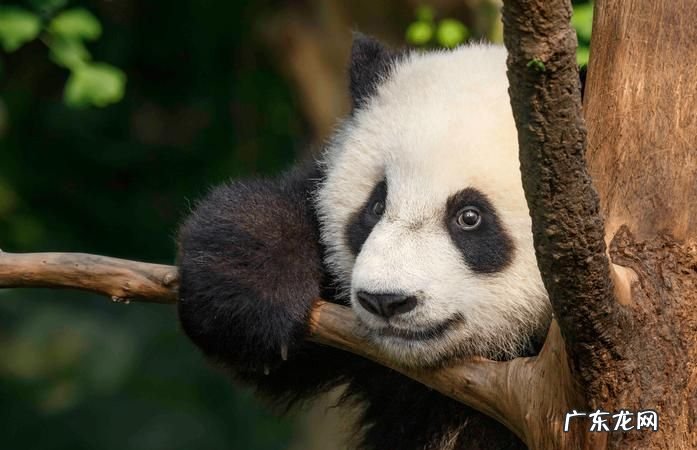 哪些国家有熊猫,世界上有几个国家是拥有熊猫电子支气管激光镜