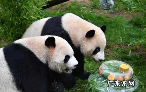 哪些国家有熊猫,世界上有几个国家是拥有熊猫电子支气管激光镜