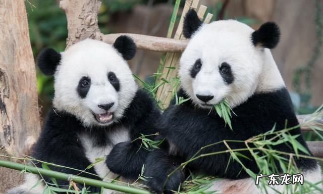 哪些国家有熊猫,世界上有几个国家是拥有熊猫电子支气管激光镜