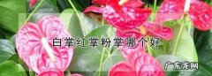 红掌和白掌哪一个好养,白掌和红掌哪个好养活