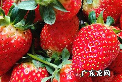 草莓不甜怎么处理,如何提升草莓的甜度