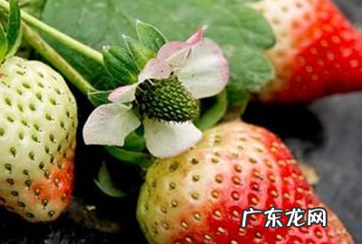 草莓不甜怎么处理,如何提升草莓的甜度