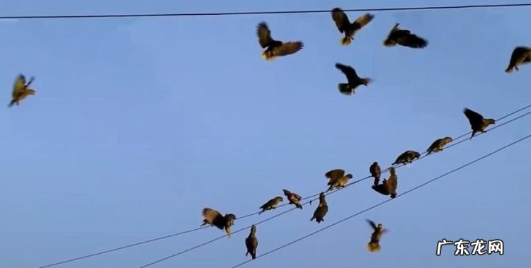 小鸟站着高压线上为什么不会被电死,为什么小鸟站在高压线上不会被电死