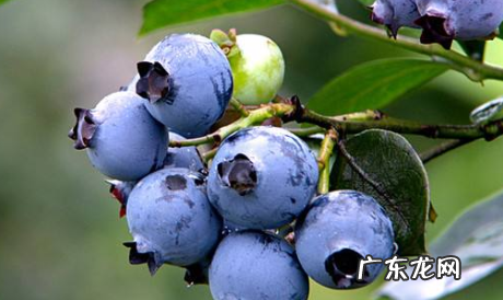 花青素在细胞的哪里,花青素主要位于细胞的什么中