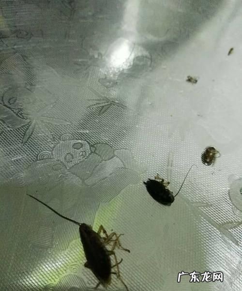 厨房里有蟑螂怎么办,厨房有蟑螂怎么处理干净