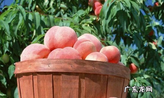 吃了虾可以吃桃子,桃子可以和虾一起吃会过敏